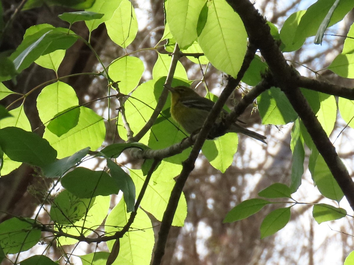 Pine Warbler - ML644791782