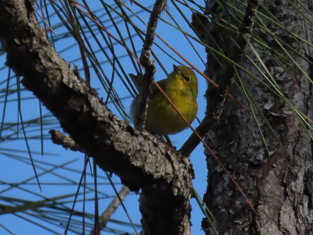 Pine Warbler - ML644791783