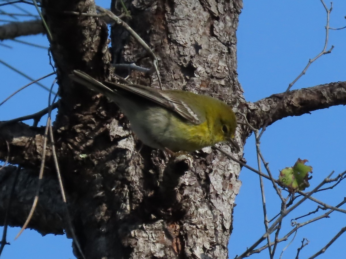 Pine Warbler - ML644791784