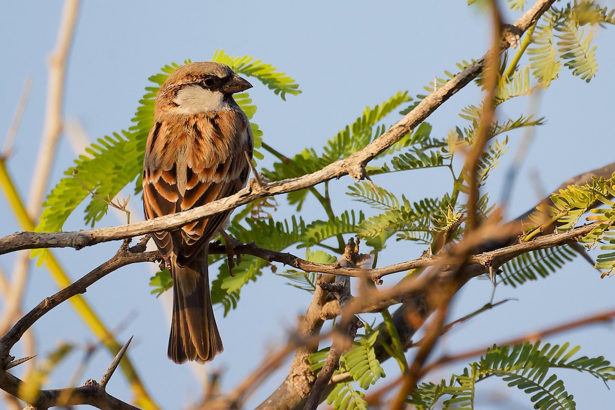 家麻雀 - ML644791785