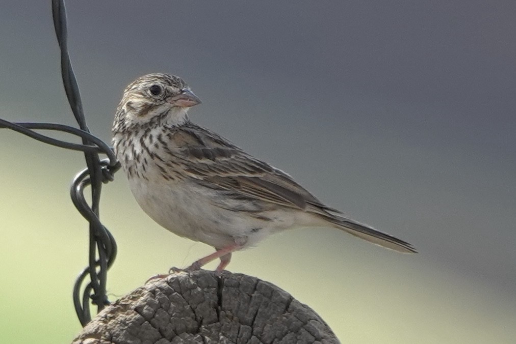 Vesper Sparrow - ML644791786