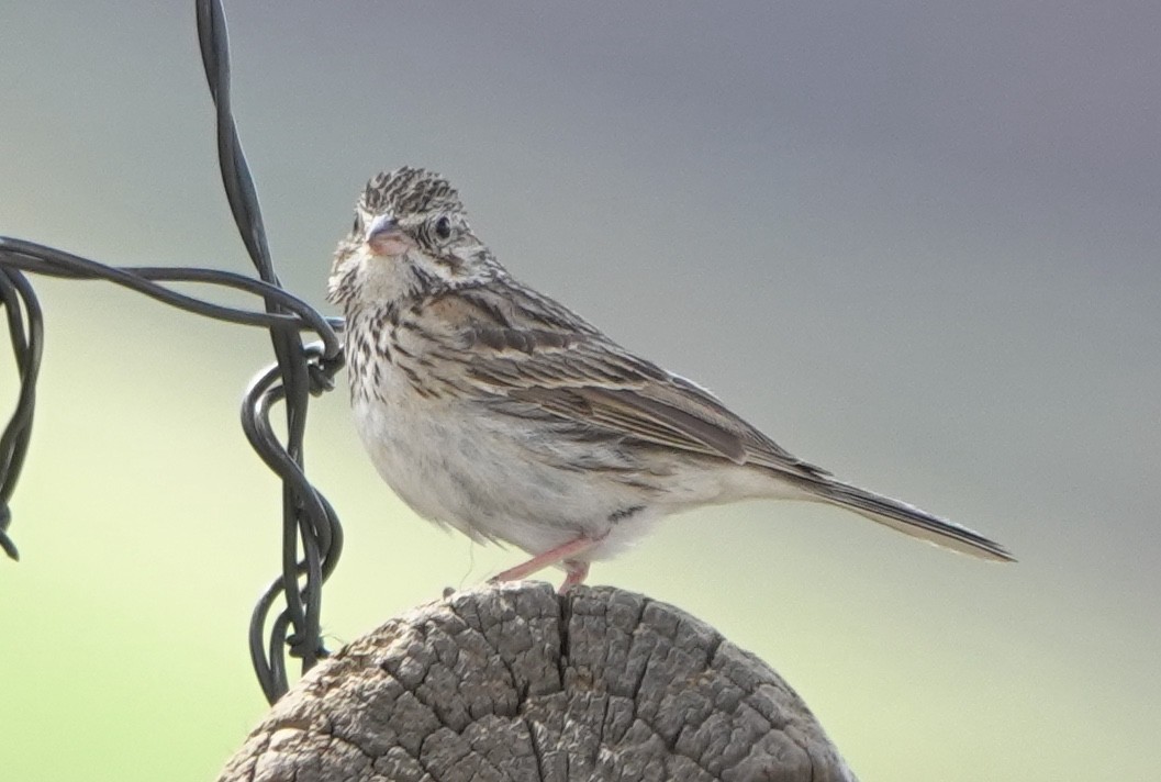 Vesper Sparrow - ML644791789