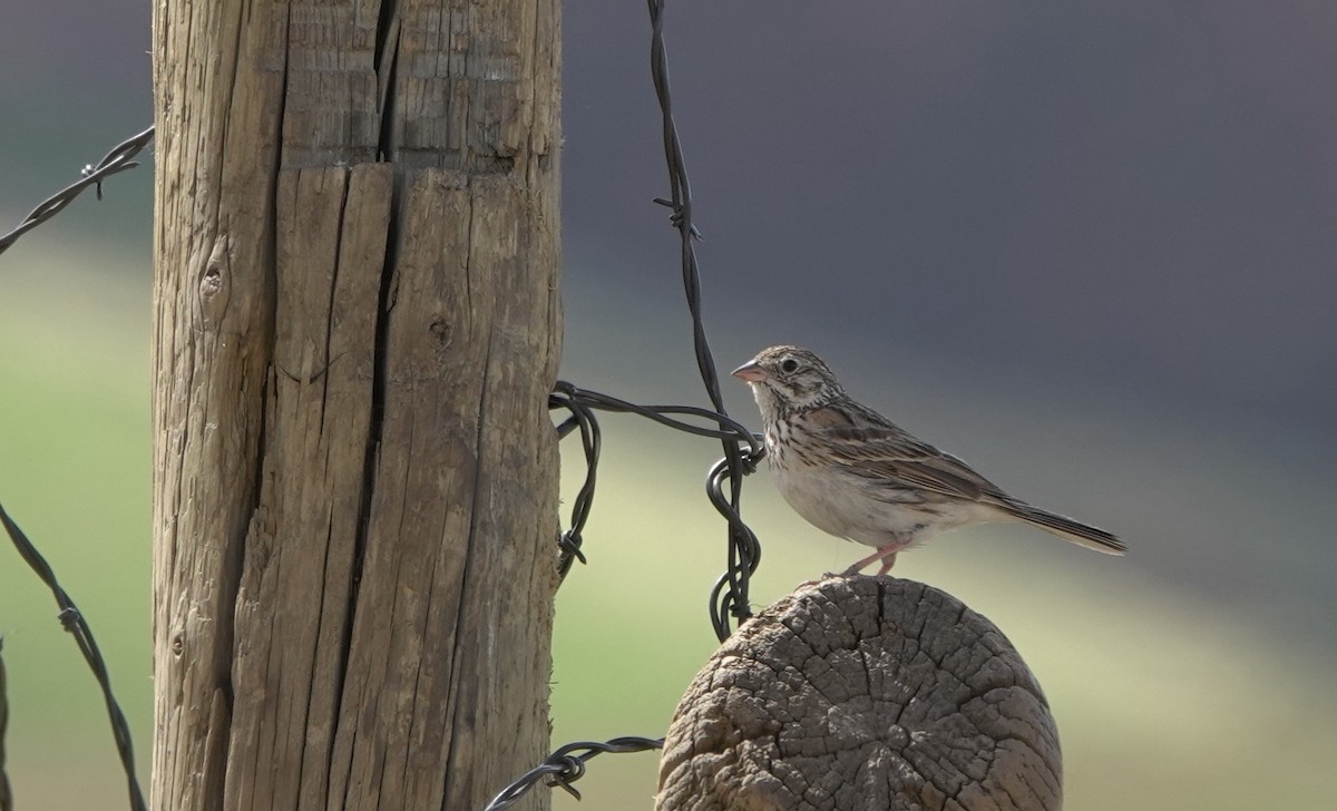 Vesper Sparrow - ML644791790