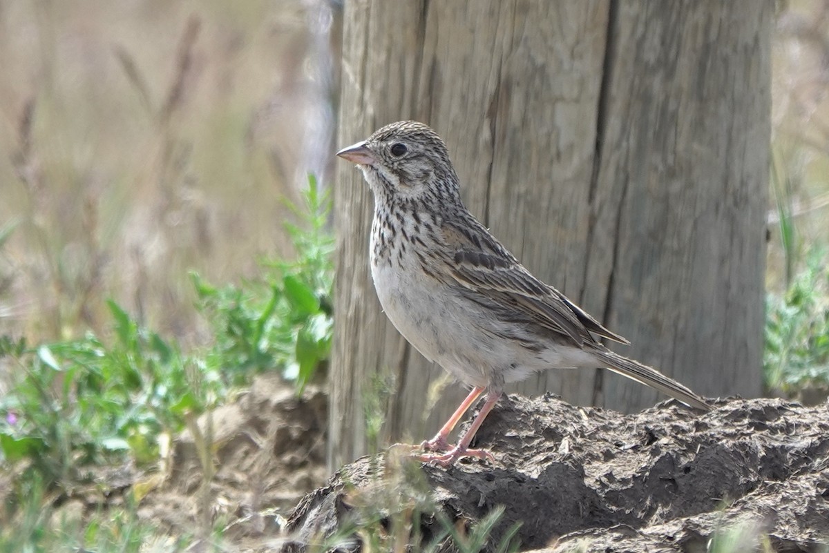 Vesper Sparrow - ML644791791