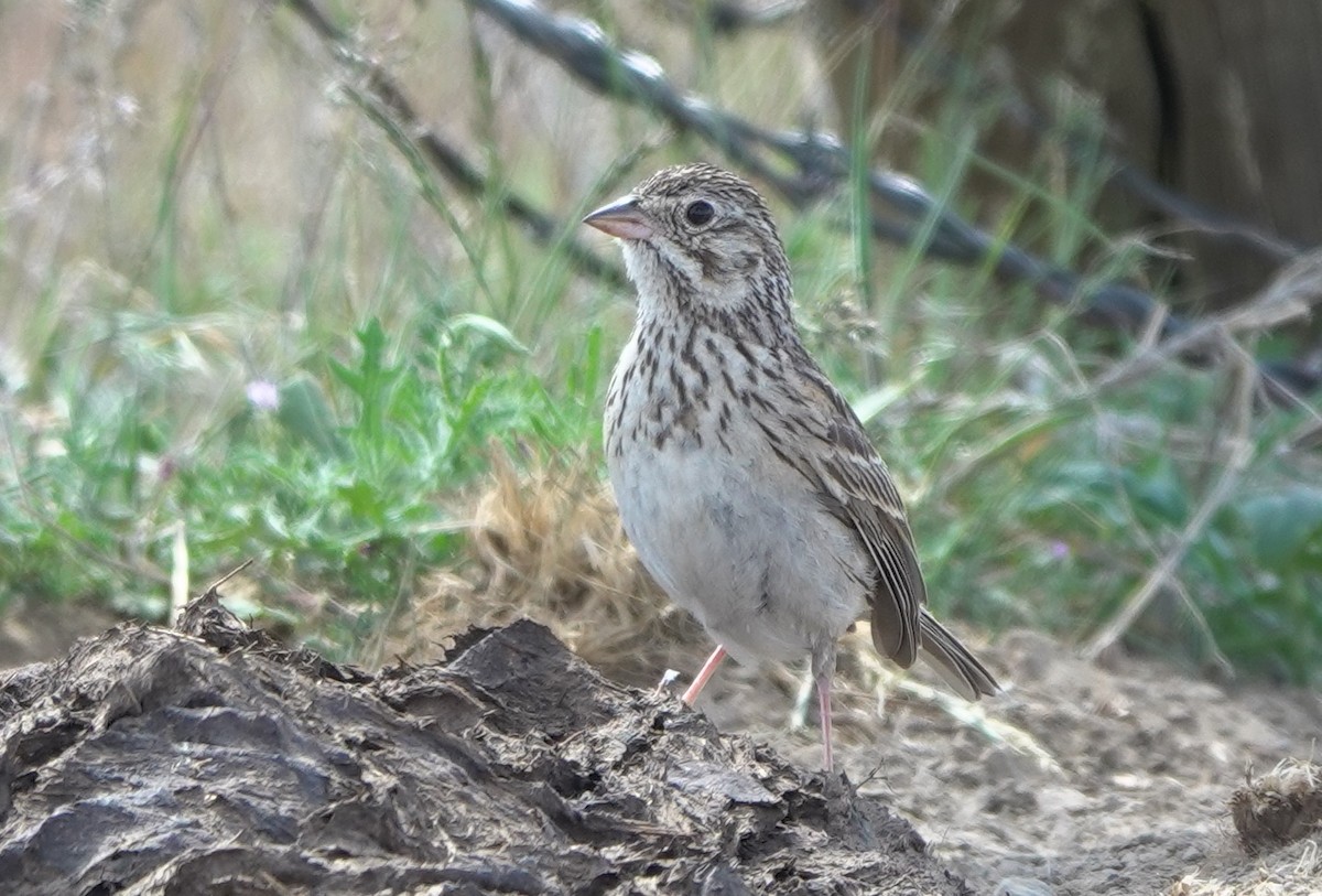 Vesper Sparrow - ML644791792