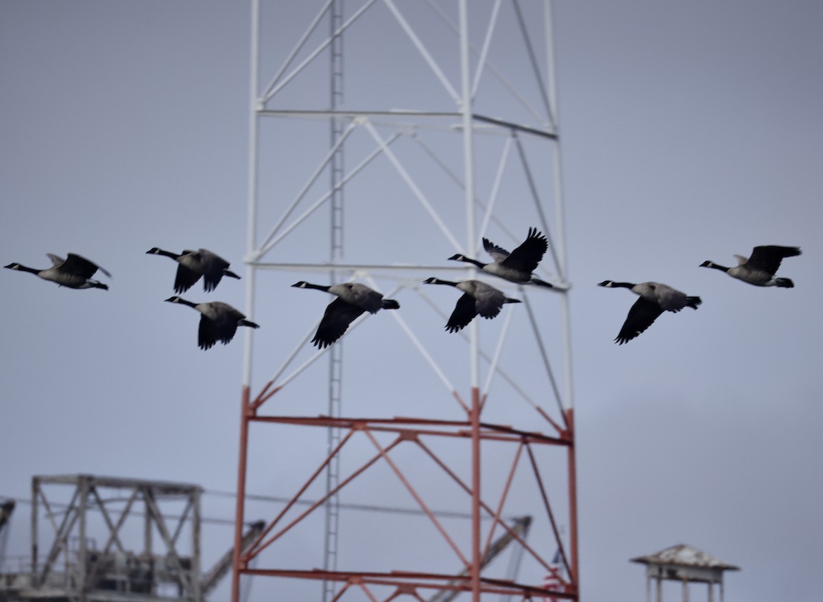 Branta kanadar handia - ML644791800