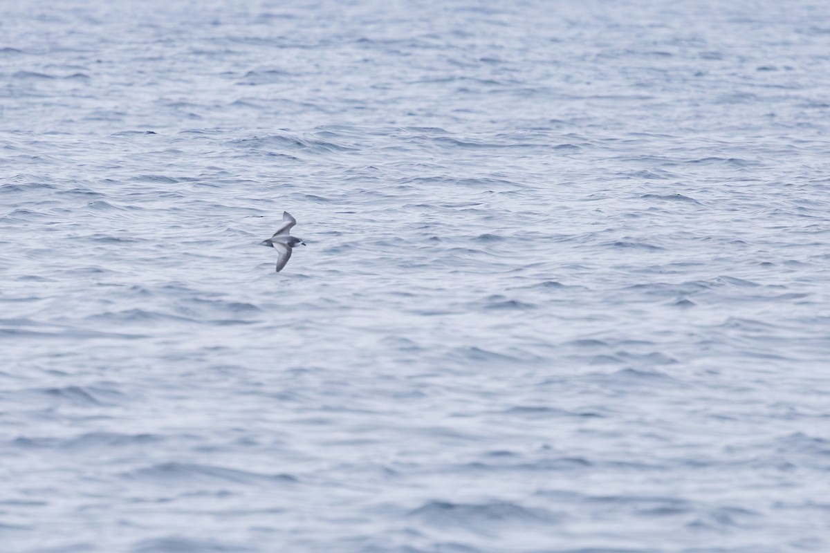 Pétrel maculé - ML644791808