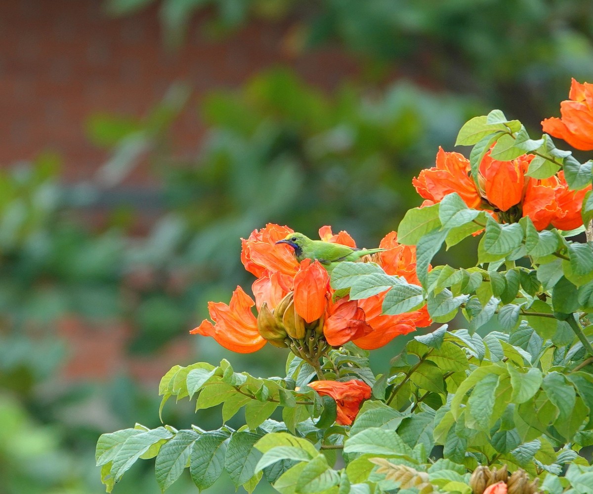 Золотолобая листовка - ML644791817