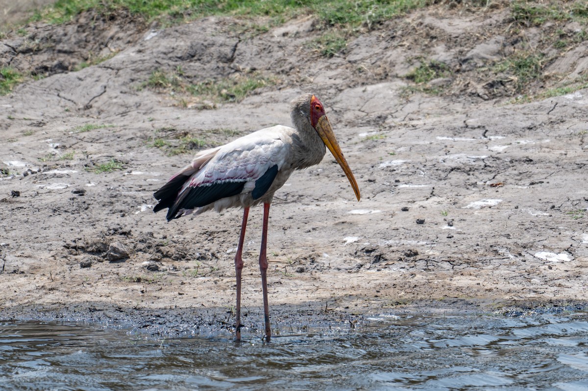 nesyt africký - ML644791844