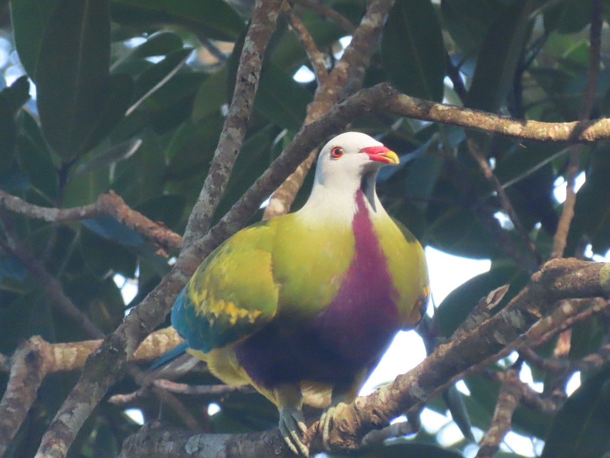 Wompoo Fruit-Dove - ML644791863