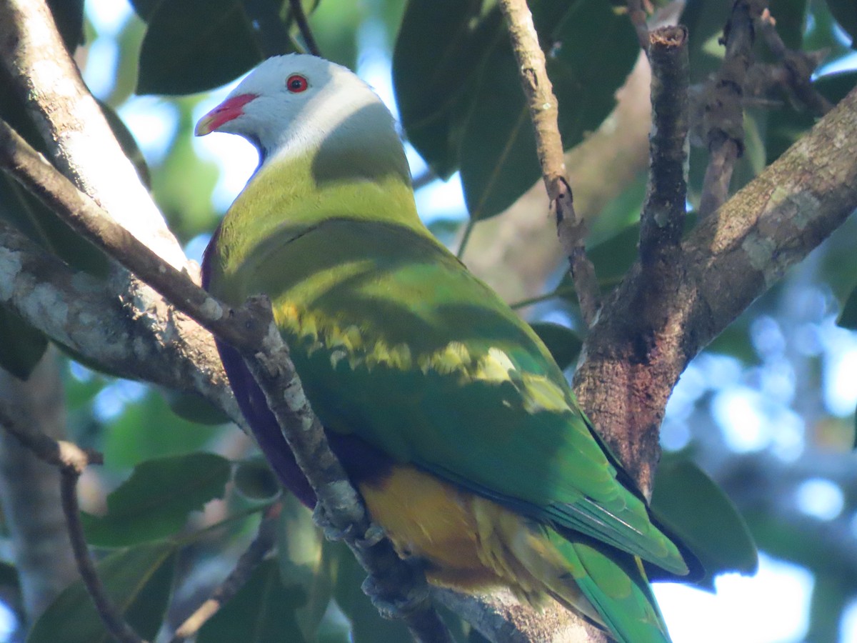 Wompoo Fruit-Dove - ML644791864
