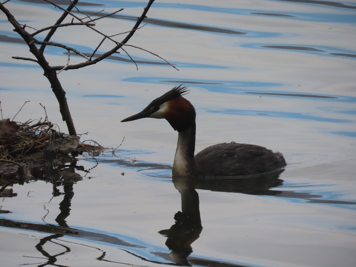 Murgil mottoduna - ML644791866