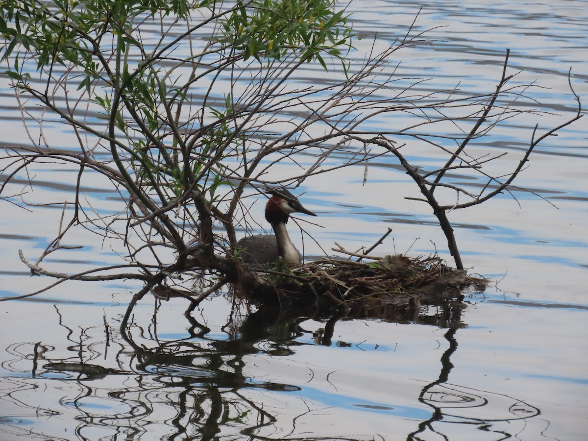 Murgil mottoduna - ML644791867