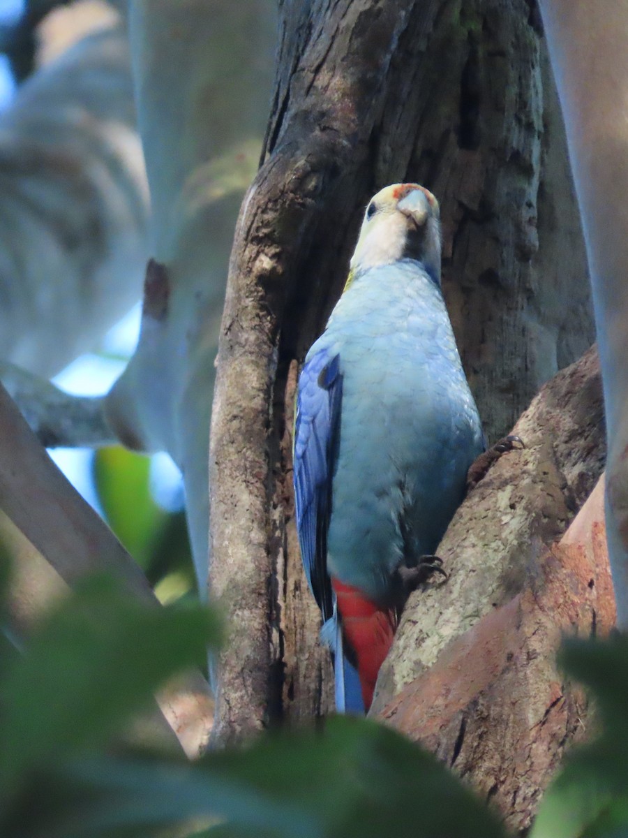 Pale-headed Rosella - ML644791869