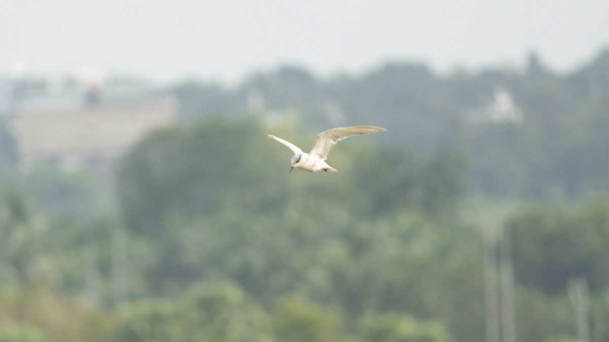 Whiskered Tern - ML644791872