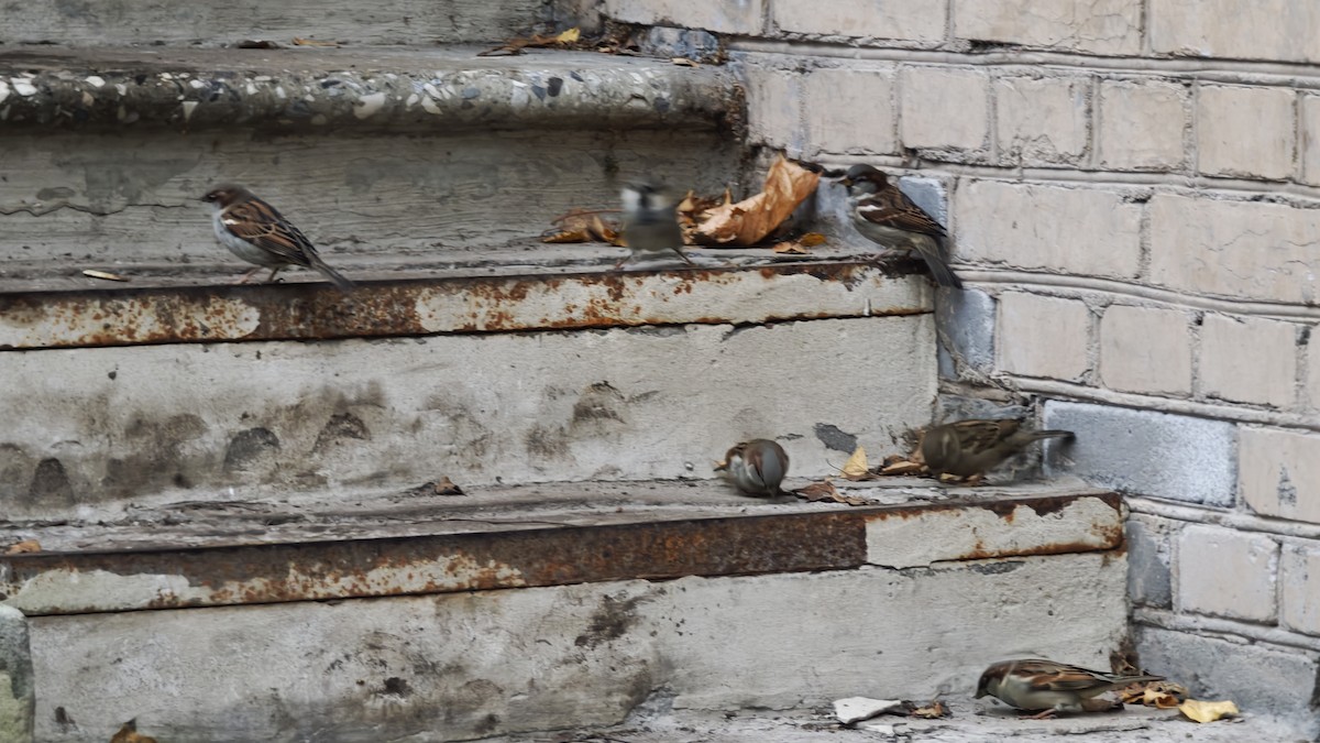 家麻雀 - ML644791873