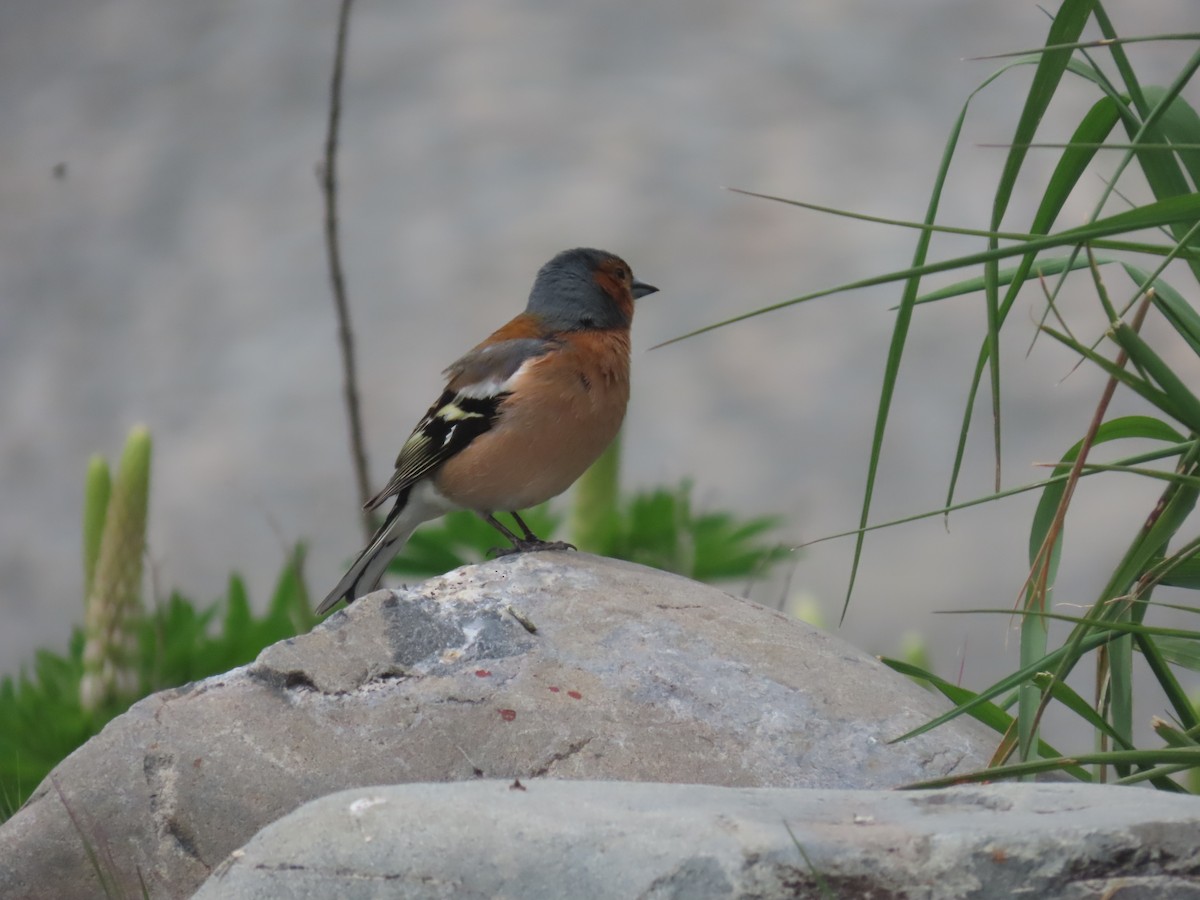 Txonta arrunta - ML644791875