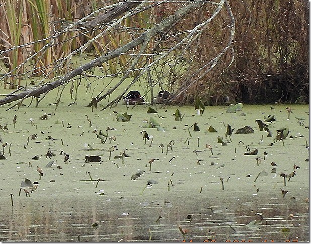 מנדרין אמריקני - ML644791878