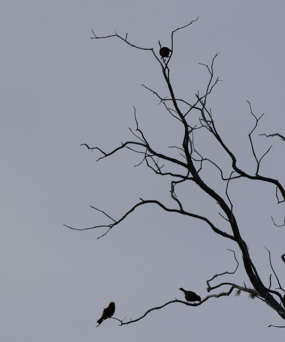 šatovník karmínový - ML644791879