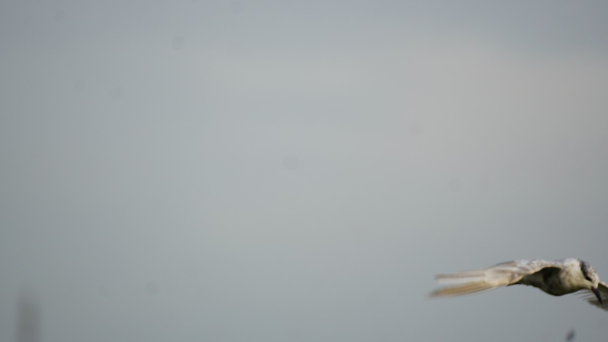 Whiskered Tern - ML644791884