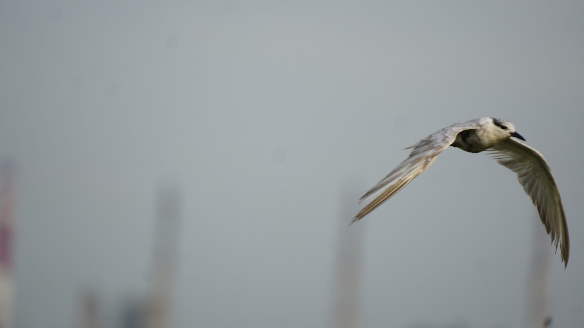 Whiskered Tern - ML644791885