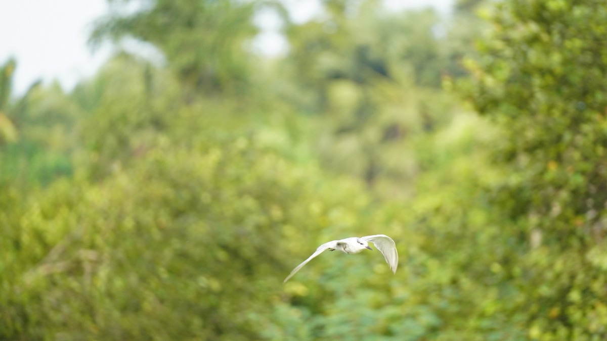 Whiskered Tern - ML644791886