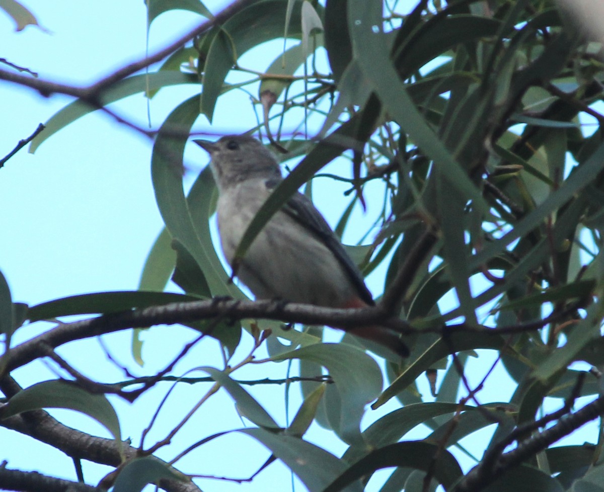 ヤドリギハナドリ - ML644791890