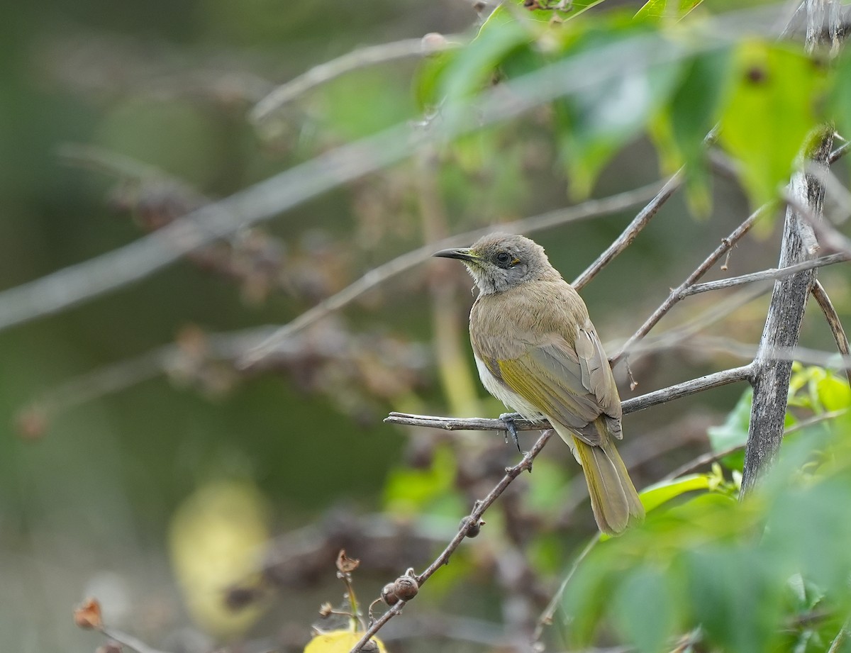Brown Honeyeater - ML644791891