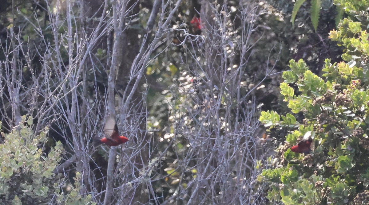 šatovník karmínový - ML644791896