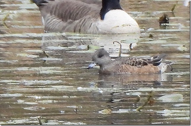 Свищ американський - ML644791897