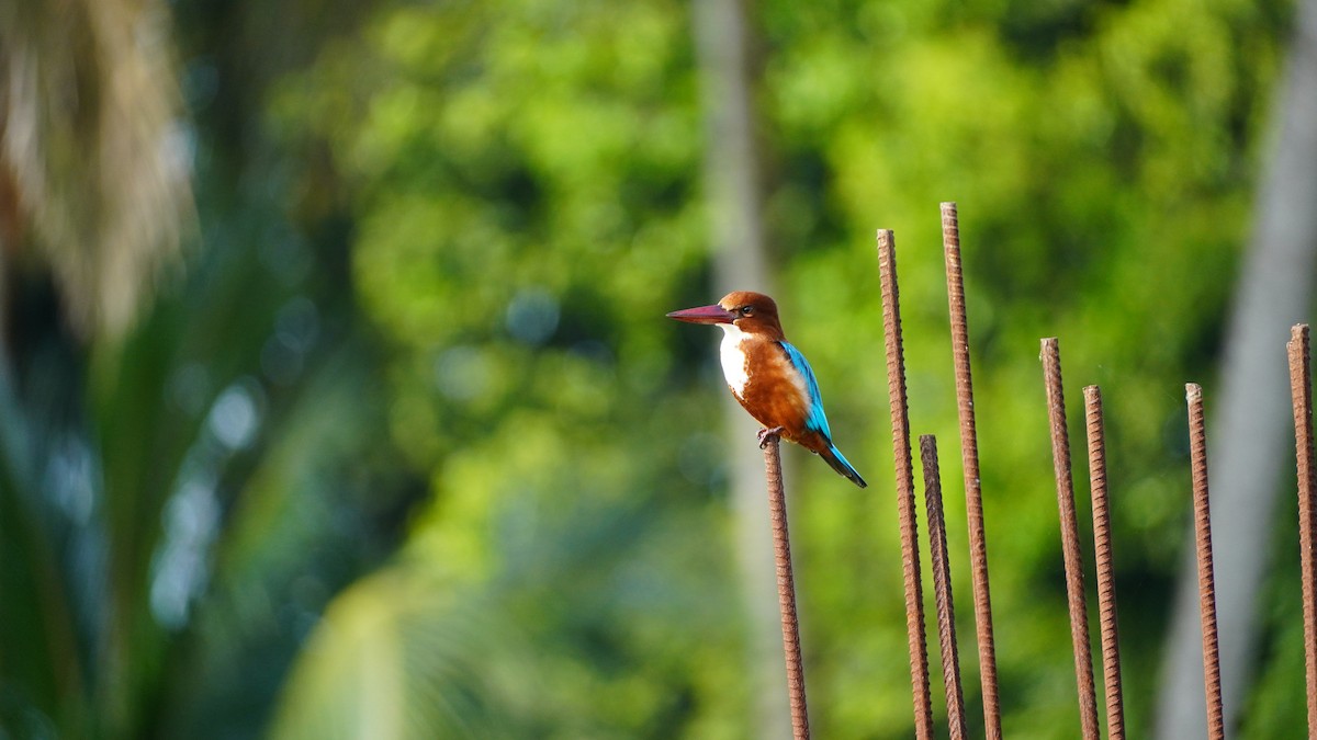 White-throated Kingfisher - ML644791899
