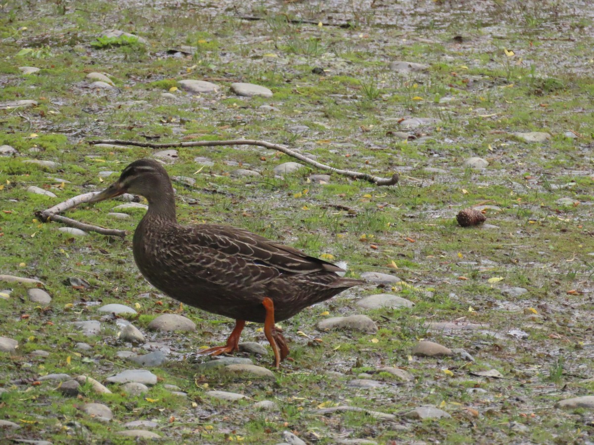 Pacific Black Duck x Mallard (hybrid) - ML644791900