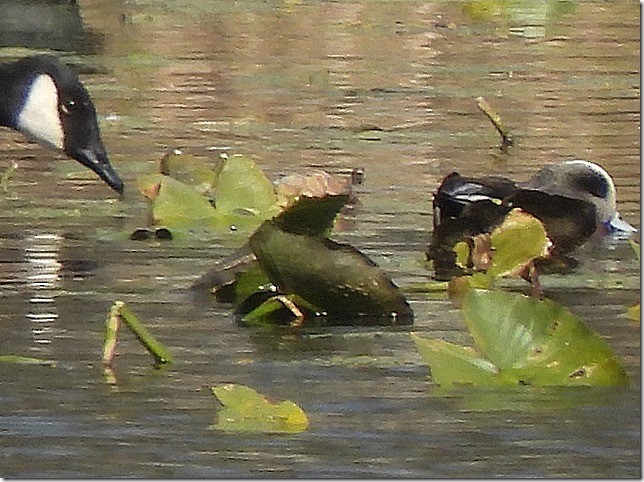 Свищ американський - ML644791907