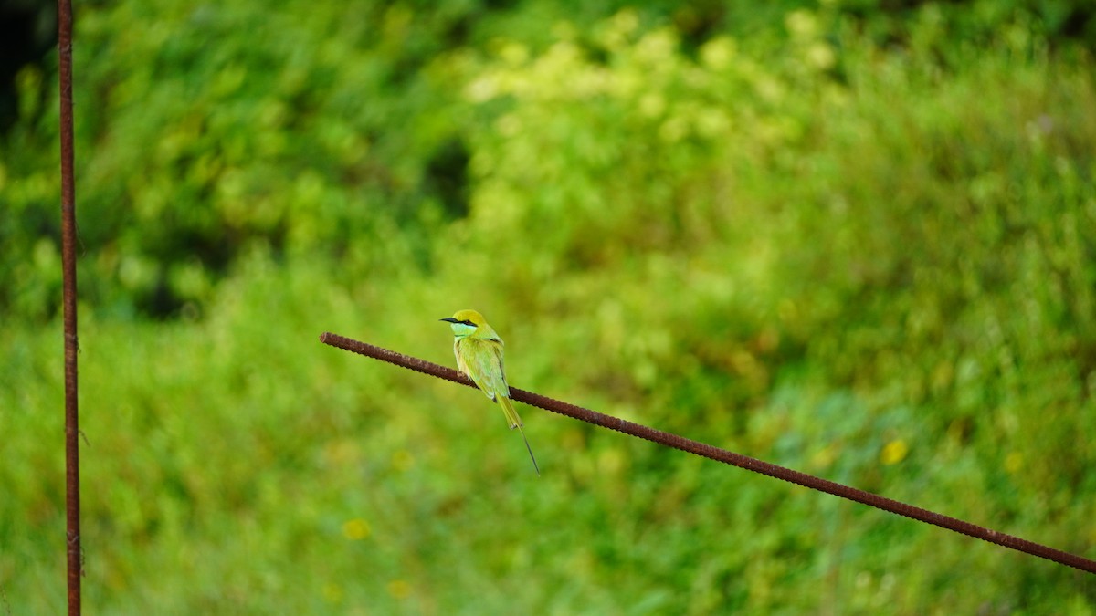 Asian Green Bee-eater - ML644791917