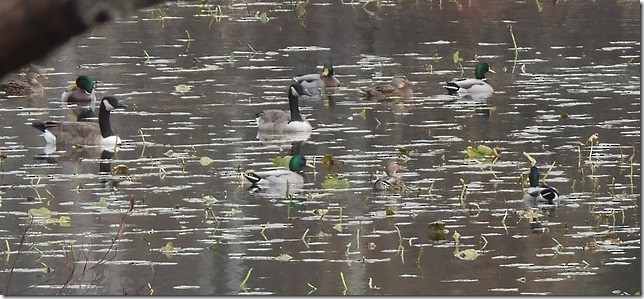 ברכיה - ML644791922