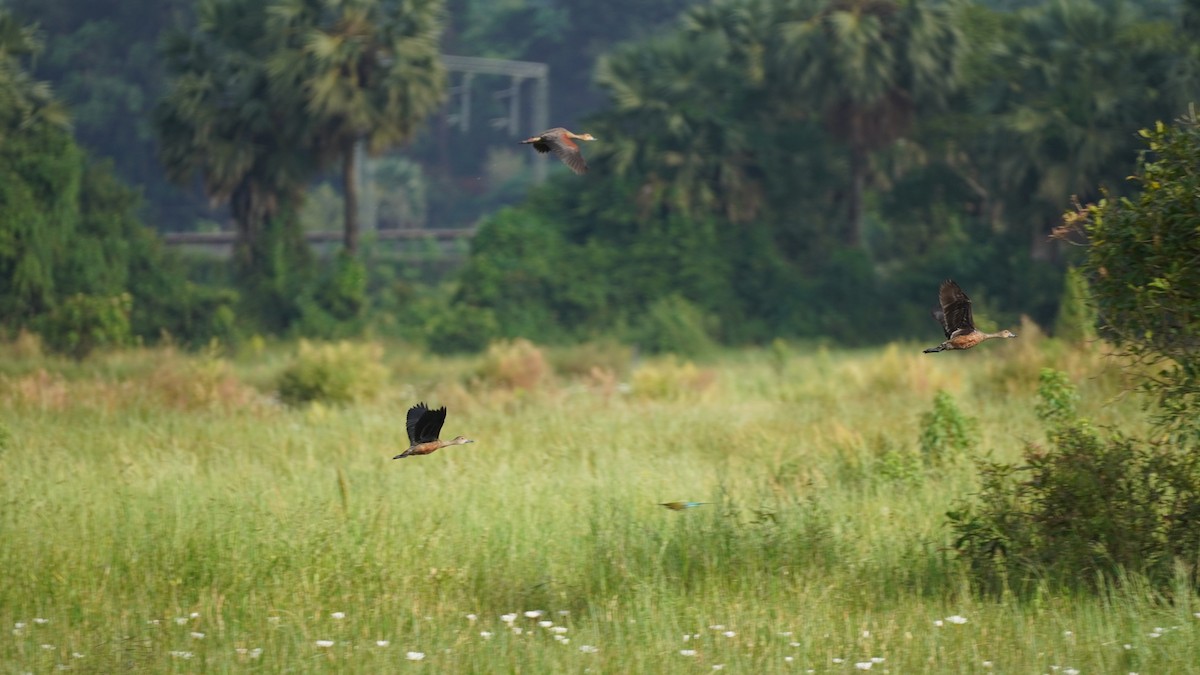 Lesser Whistling-Duck - ML644791923