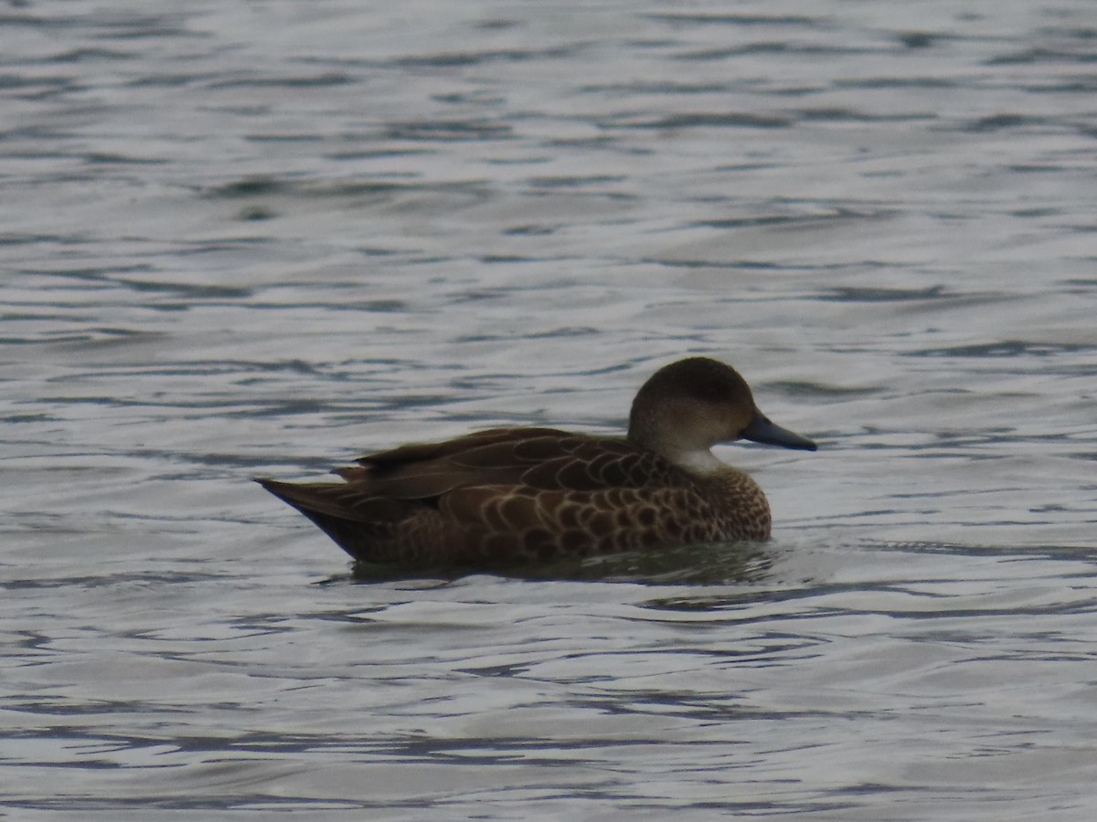 Zertzeta grisa - ML644791928