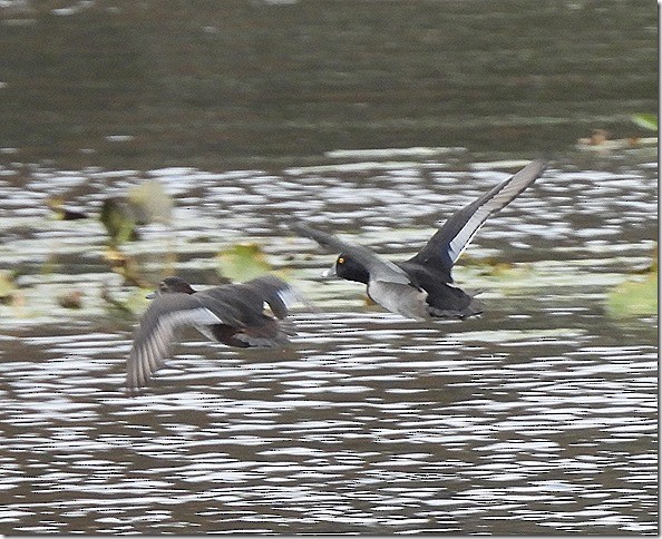 צולל צווארון - ML644791937