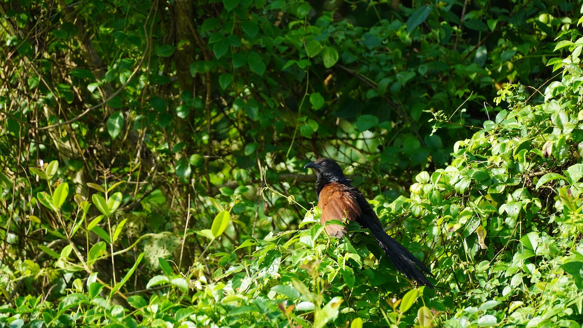 Greater Coucal - ML644791942