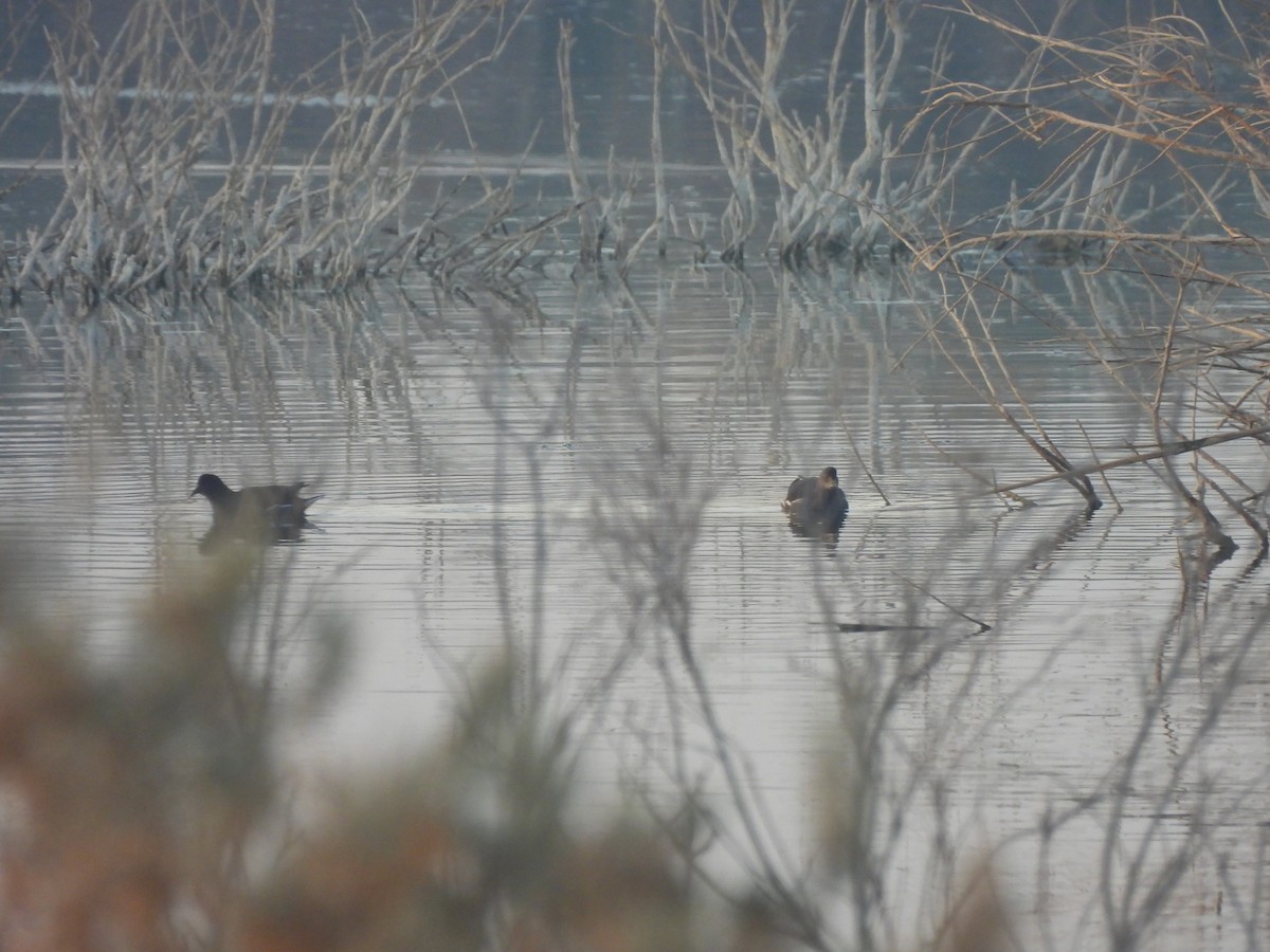 Teichhuhn - ML644791946