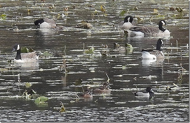 צולל צווארון - ML644791951