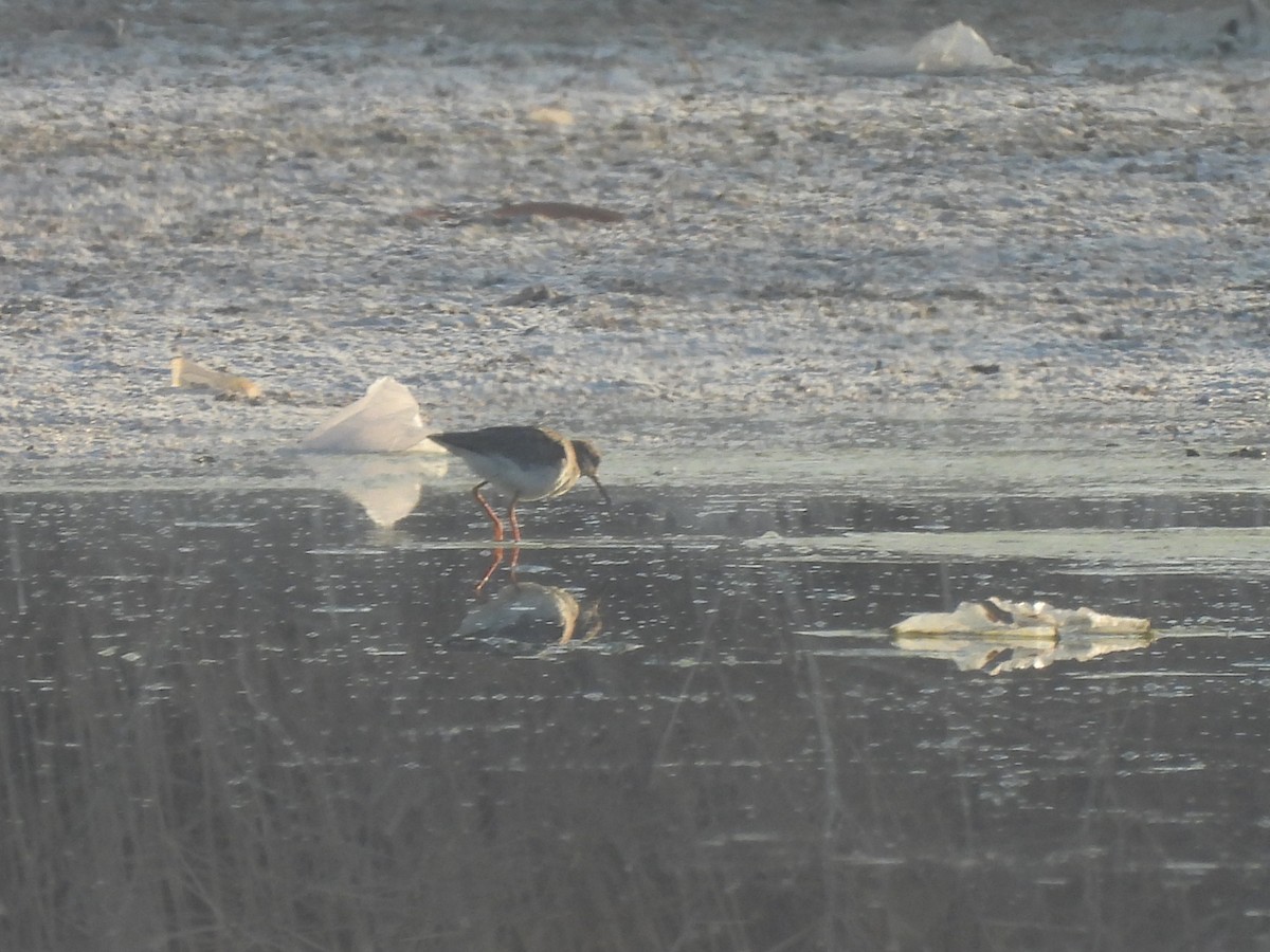 Rotschenkel - ML644791956