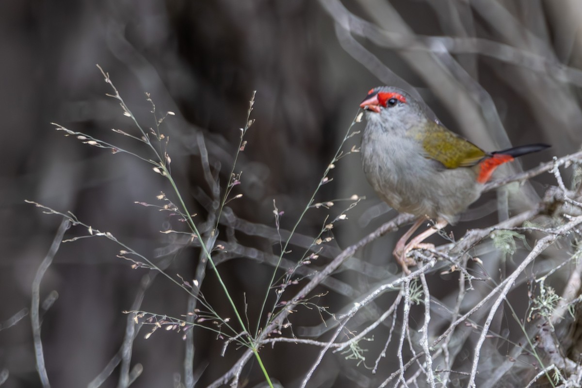 Diamante Cejirrojo - ML644791957