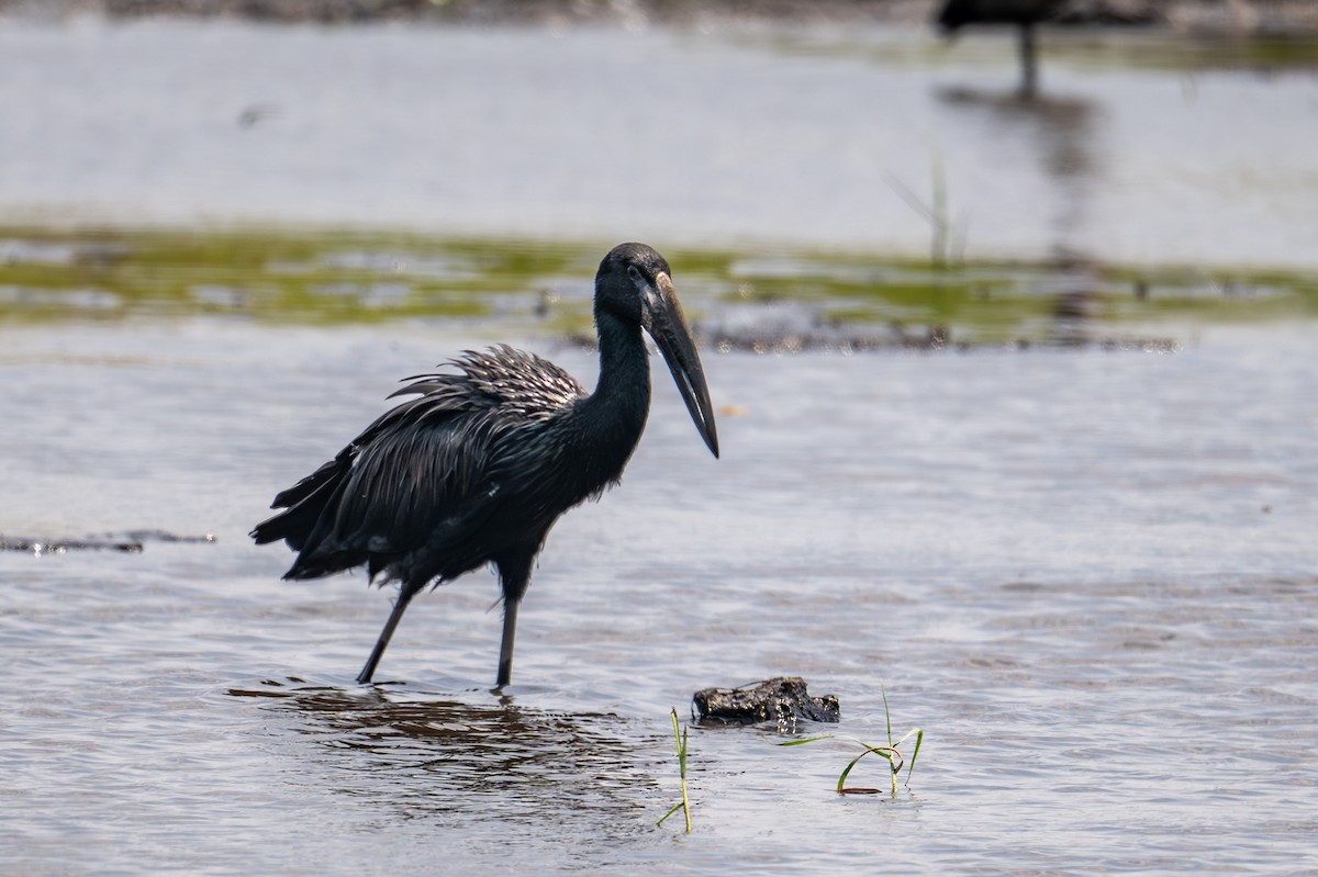 Bec-ouvert africain - ML644791959