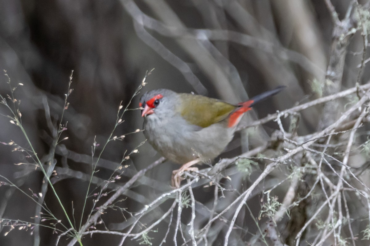 Diamante Cejirrojo - ML644791961