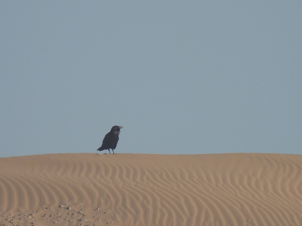 Erroi handia - ML644791962