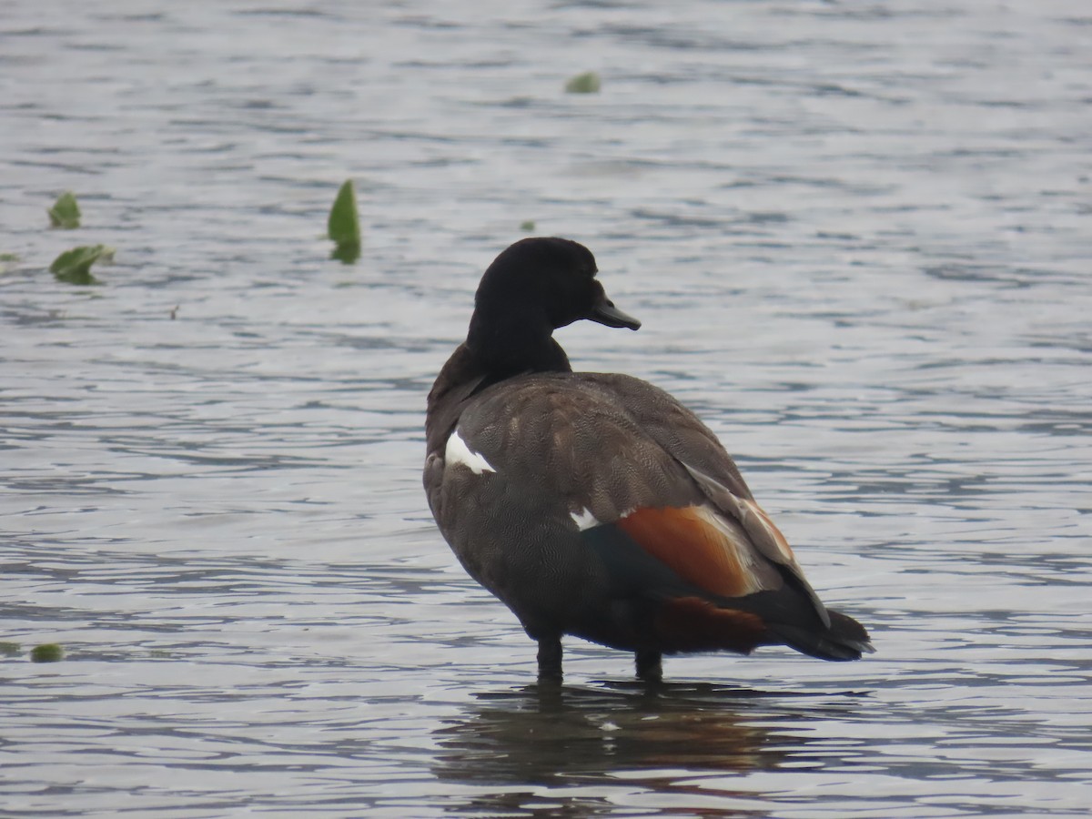 Paita maoria - ML644791967