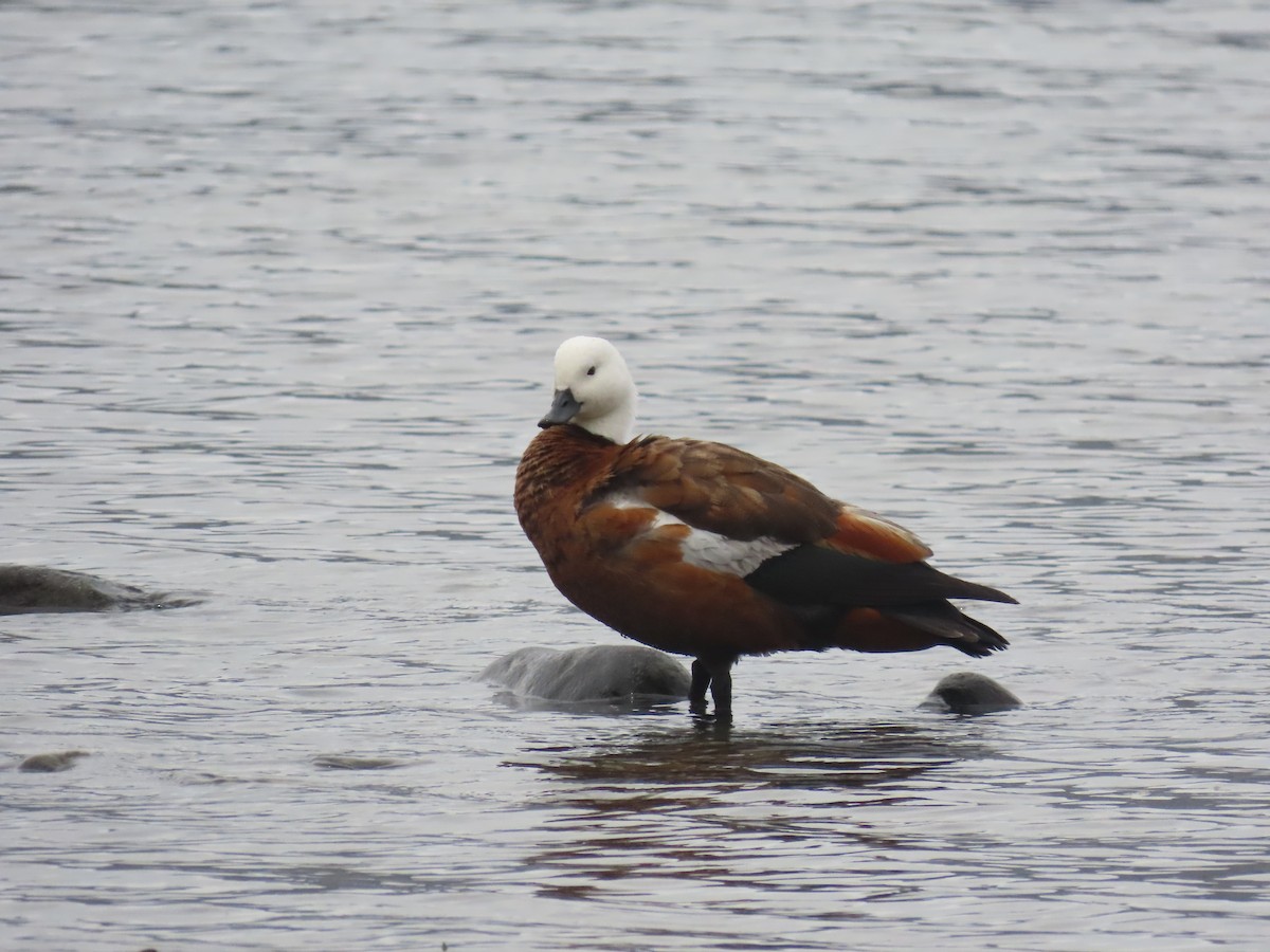 Paita maoria - ML644791968