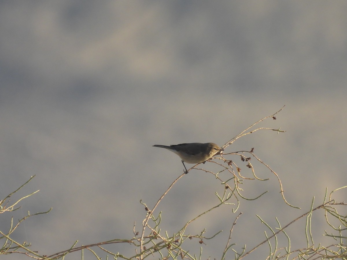 Zilpzalp - ML644791969