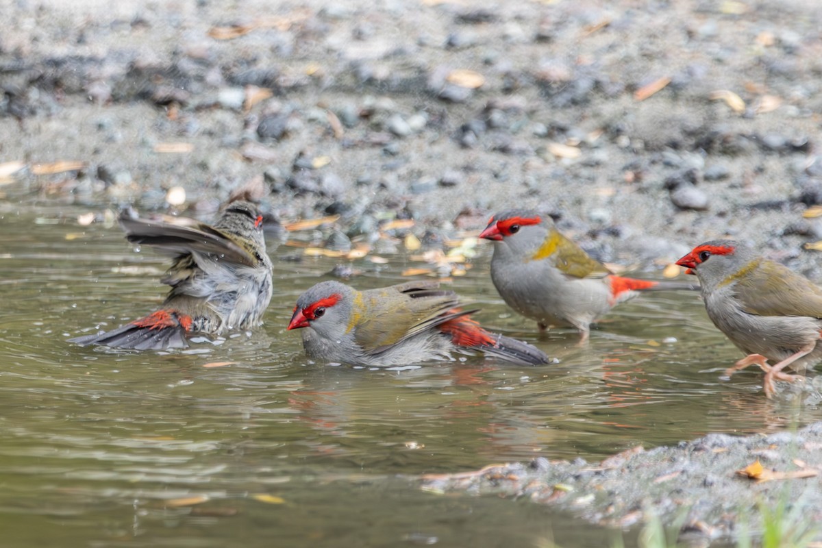 Diamante Cejirrojo - ML644791970